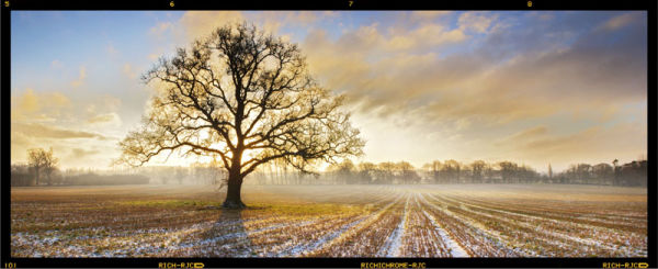 Tree Frosty